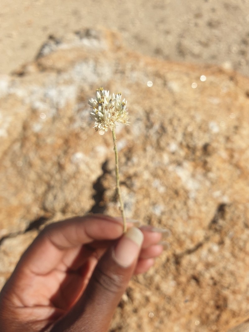 Helichrysum tomentosulum photo 8
