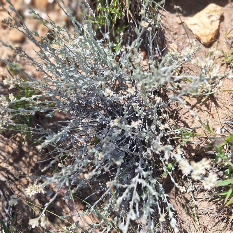 Helichrysum tomentosulum subsp. aromaticum