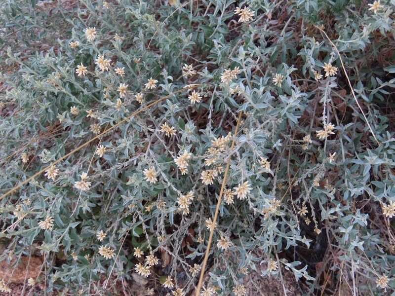 Helichrysum tomentosulum subsp. aromaticum photo 2