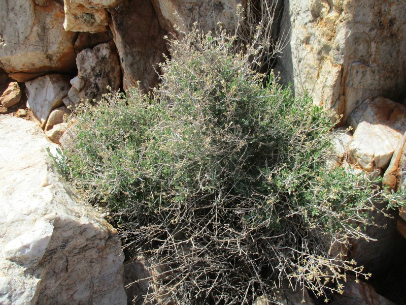 Helichrysum tomentosulum subsp. aromaticum photo 3