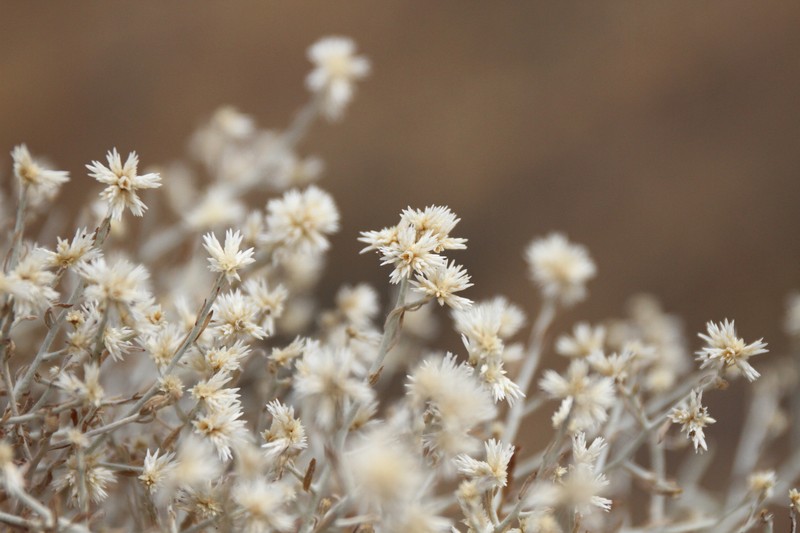 Helichrysum tomentosulum subsp. aromaticum photo 4