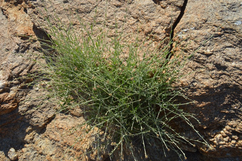 Helichrysum tomentosulum subsp. tomentosulum