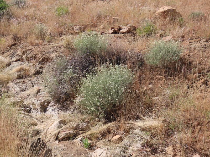 Helichrysum tomentosulum subsp. tomentosulum photo 2