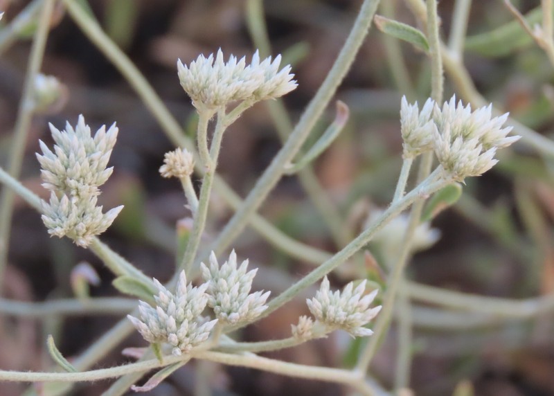 Helichrysum tomentosulum subsp. tomentosulum photo 3