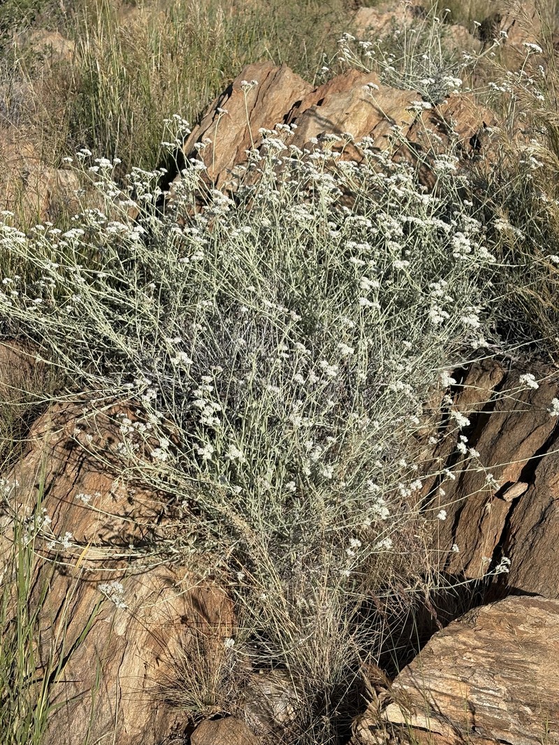 Helichrysum tomentosulum subsp. tomentosulum photo 4