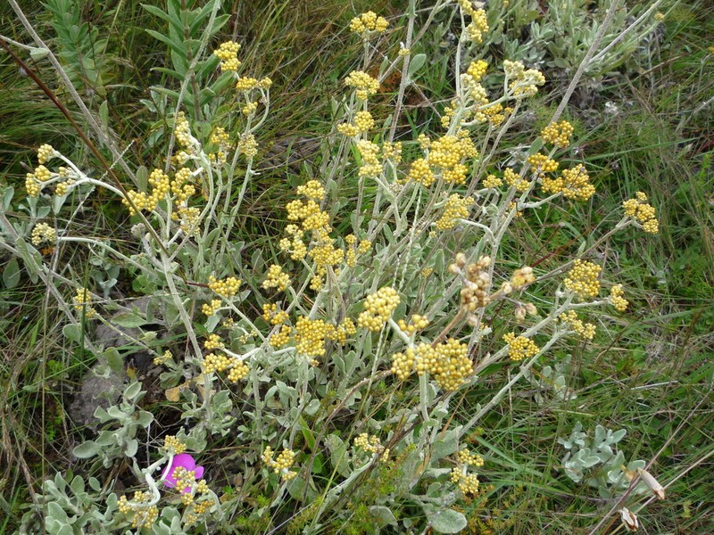 Helichrysum tomentosum