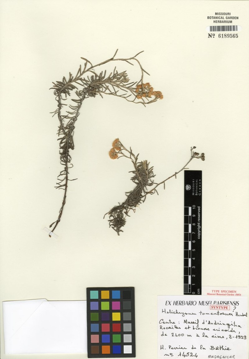 Helichrysum tomentosum photo 2