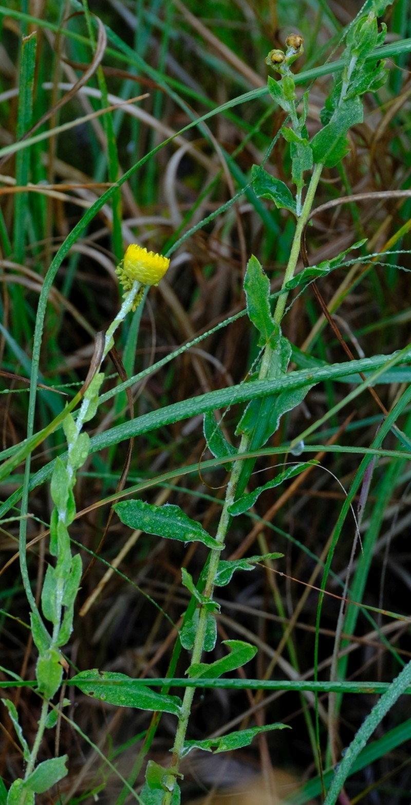 Helichrysum tongense