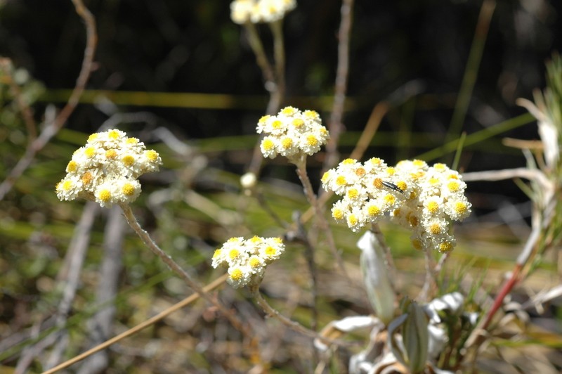 Helichrysum translucidum