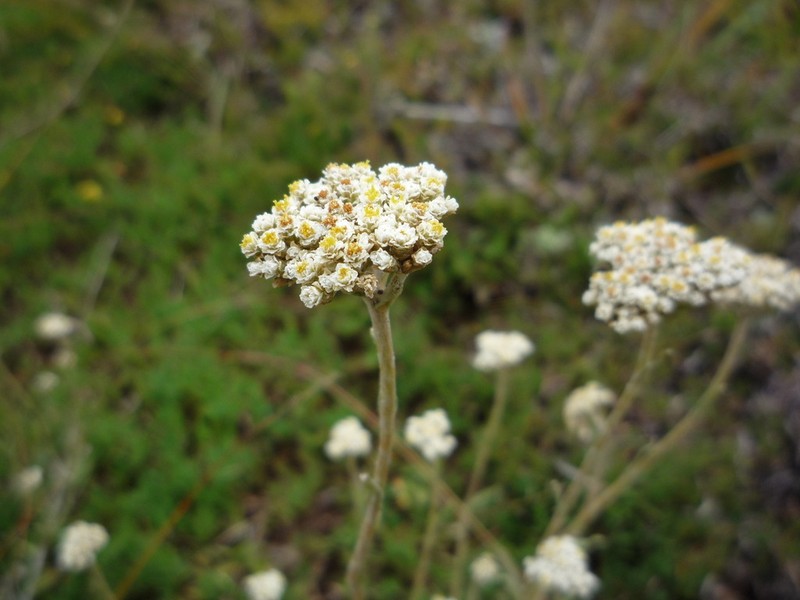 Helichrysum translucidum photo 2