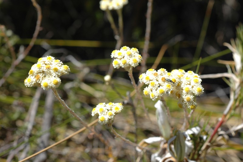 Helichrysum translucidum photo 3