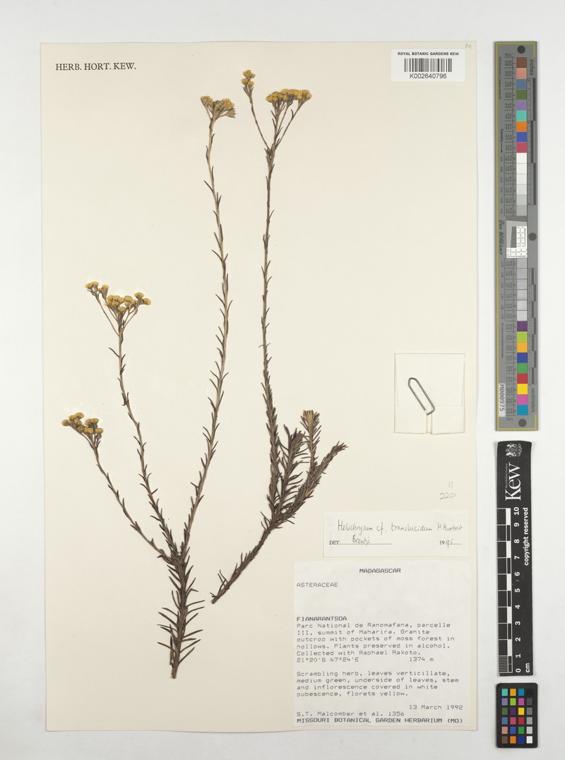 Helichrysum translucidum photo 4