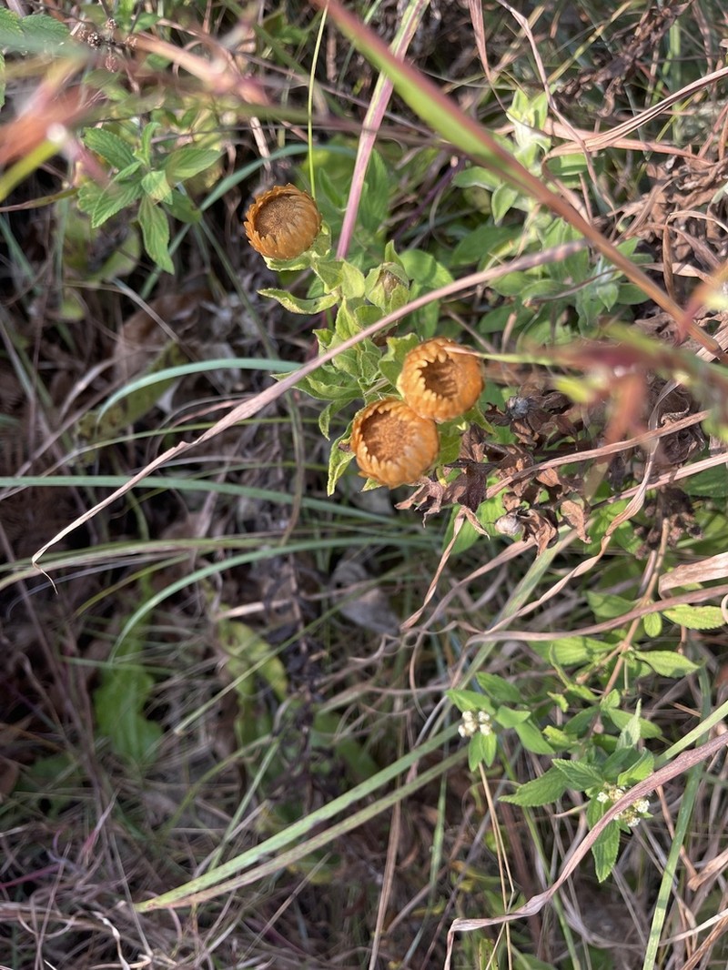 Helichrysum transmontanum