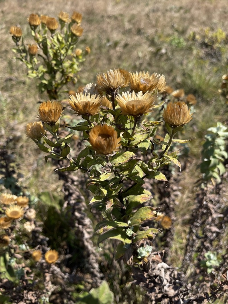 Helichrysum transmontanum photo 2