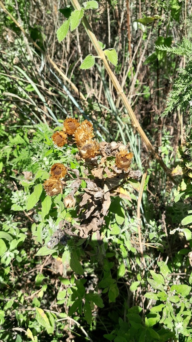Helichrysum transmontanum photo 3