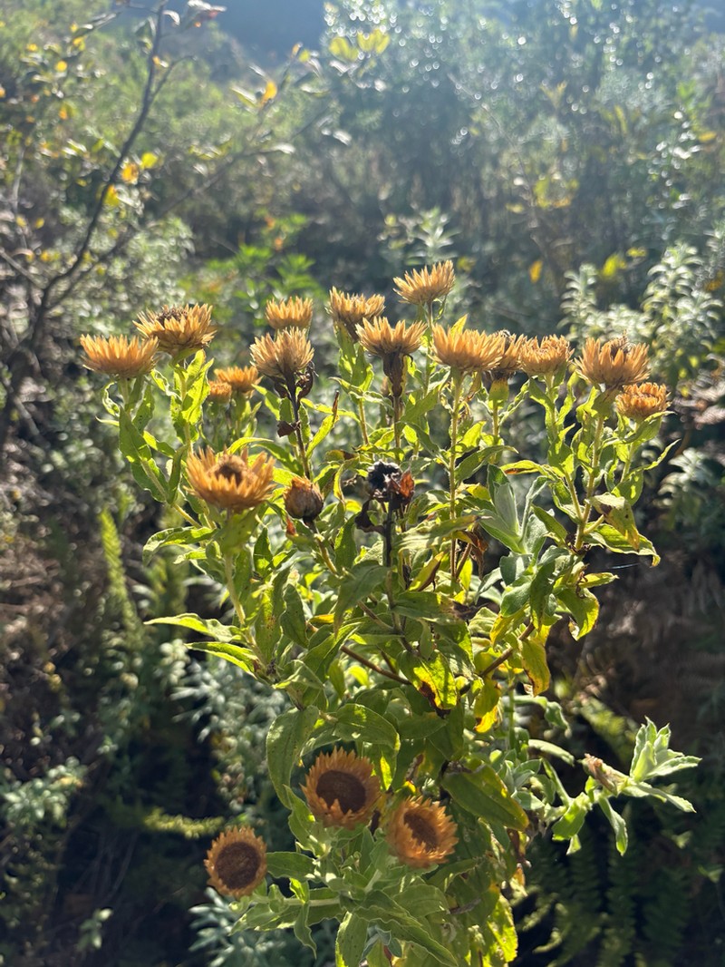 Helichrysum transmontanum photo 4