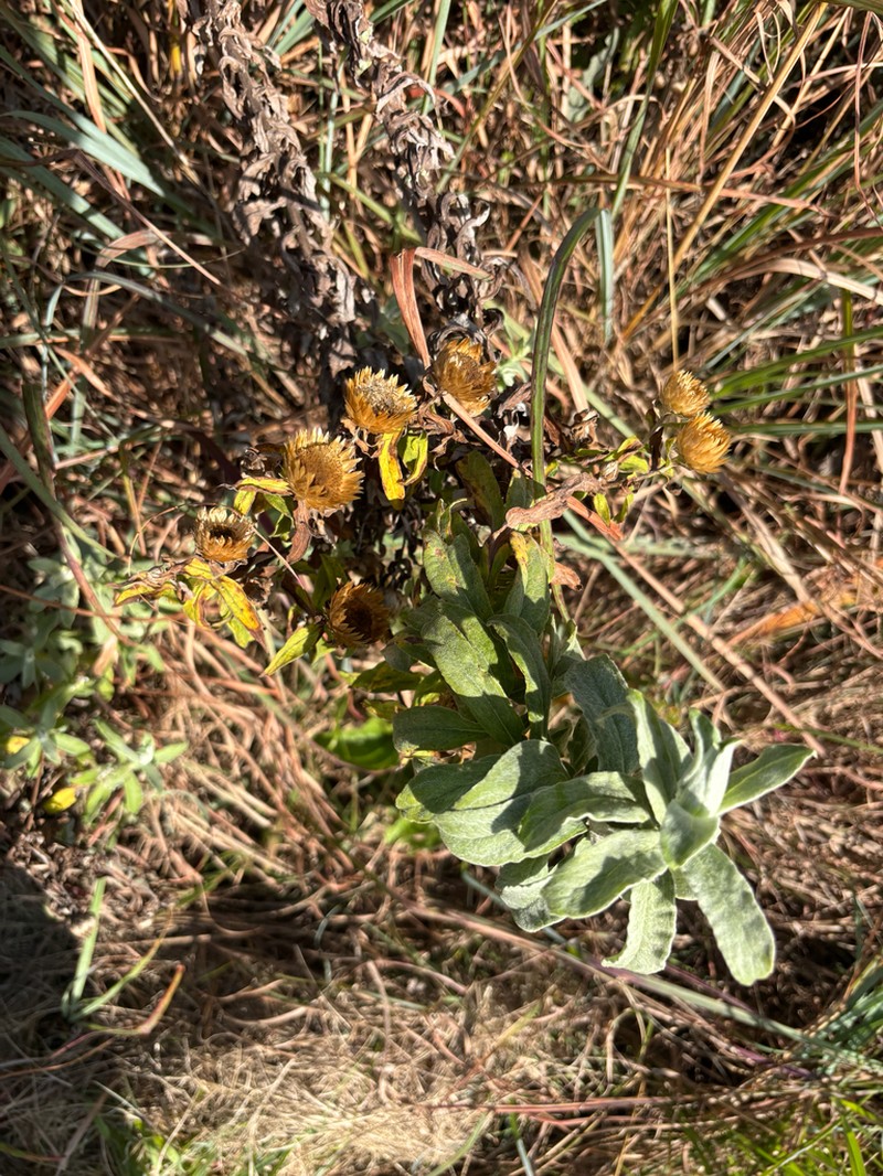 Helichrysum transmontanum photo 5