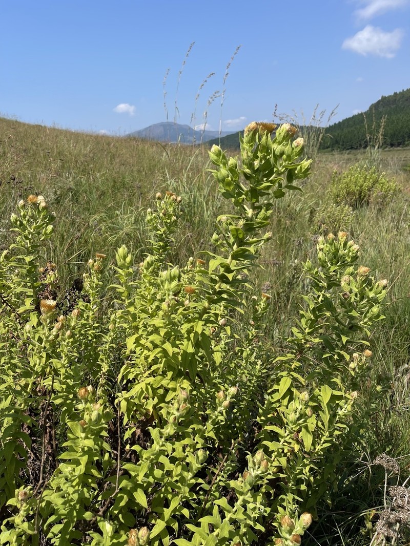 Helichrysum transmontanum photo 6
