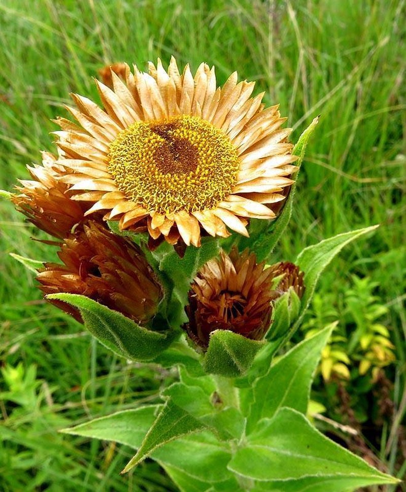 Helichrysum transmontanum photo 7
