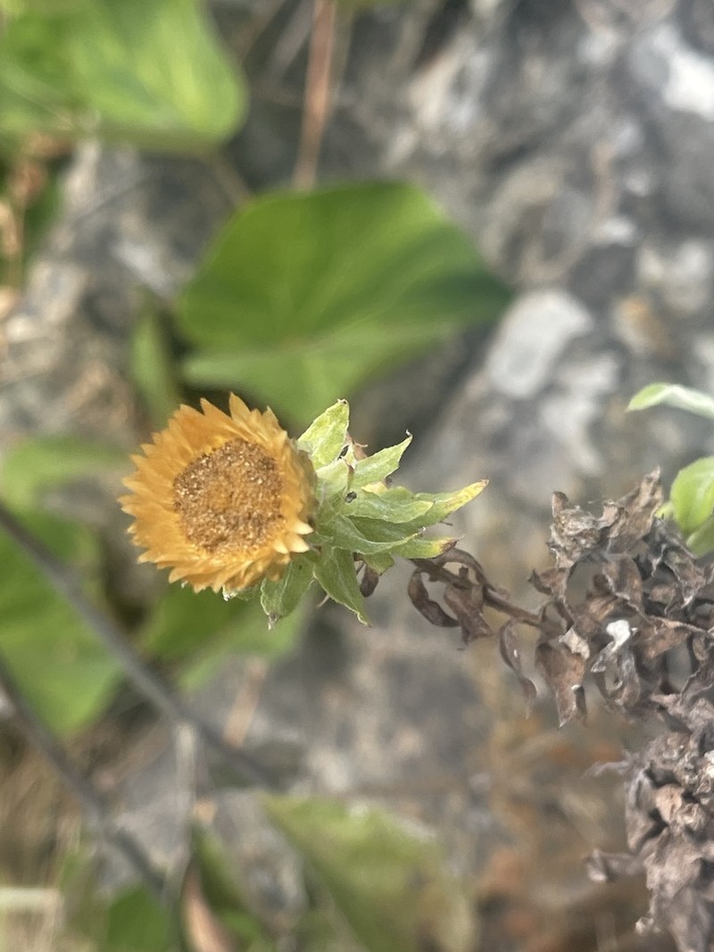 Helichrysum transmontanum photo 8