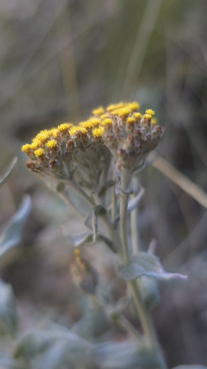 Helichrysum traversii photo 2