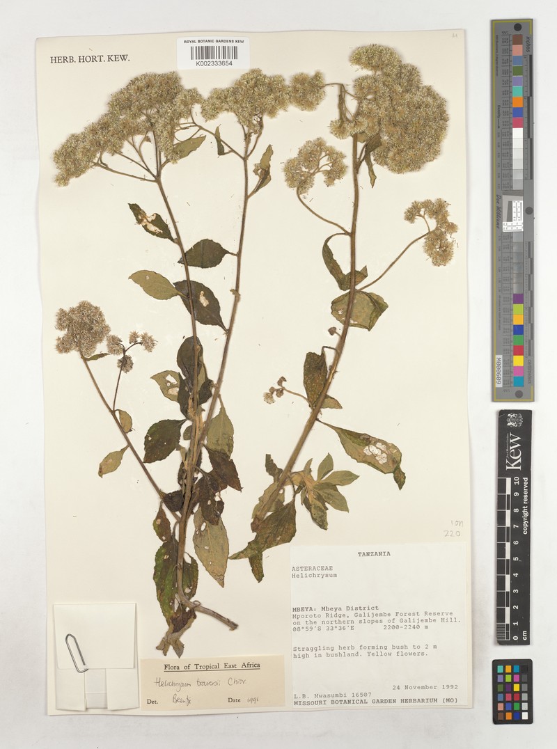 Helichrysum traversii photo 4