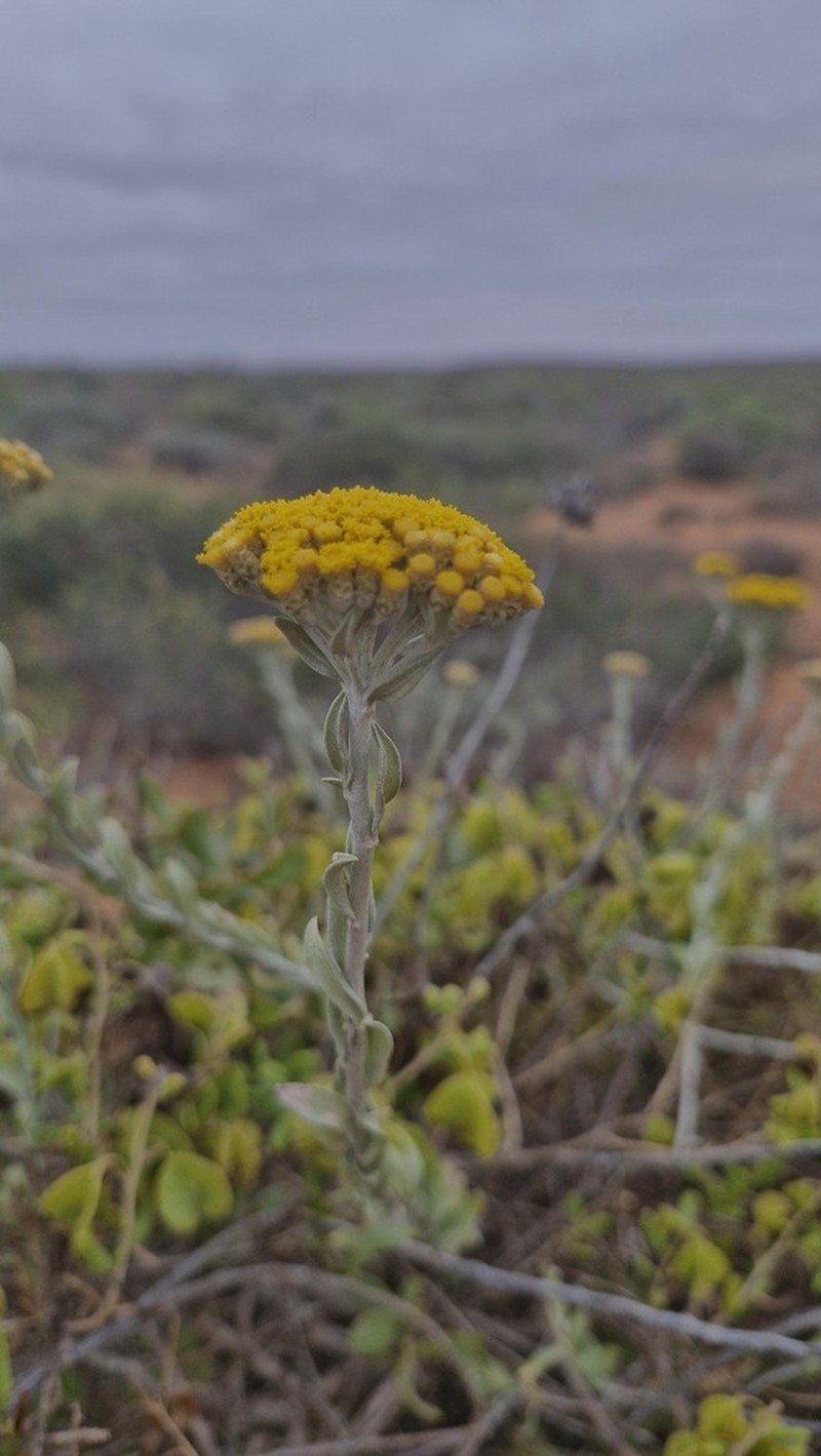Helichrysum tricostatum