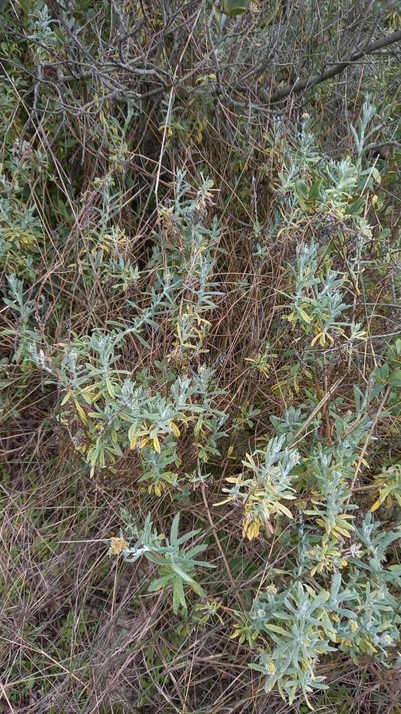 Helichrysum tricostatum photo 2
