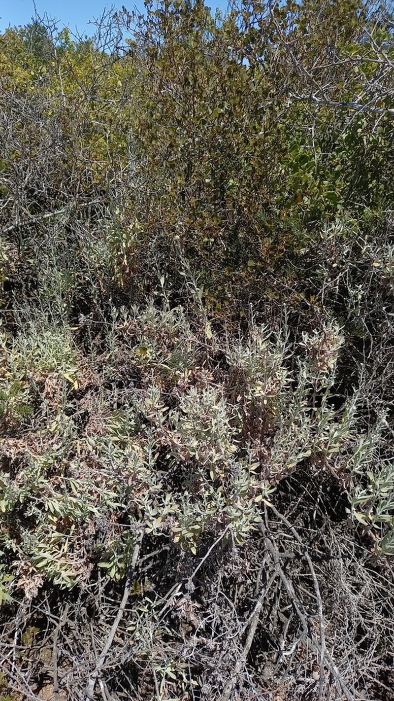 Helichrysum tricostatum photo 3