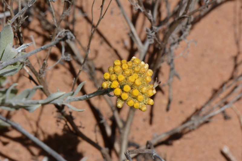 Helichrysum tricostatum photo 4