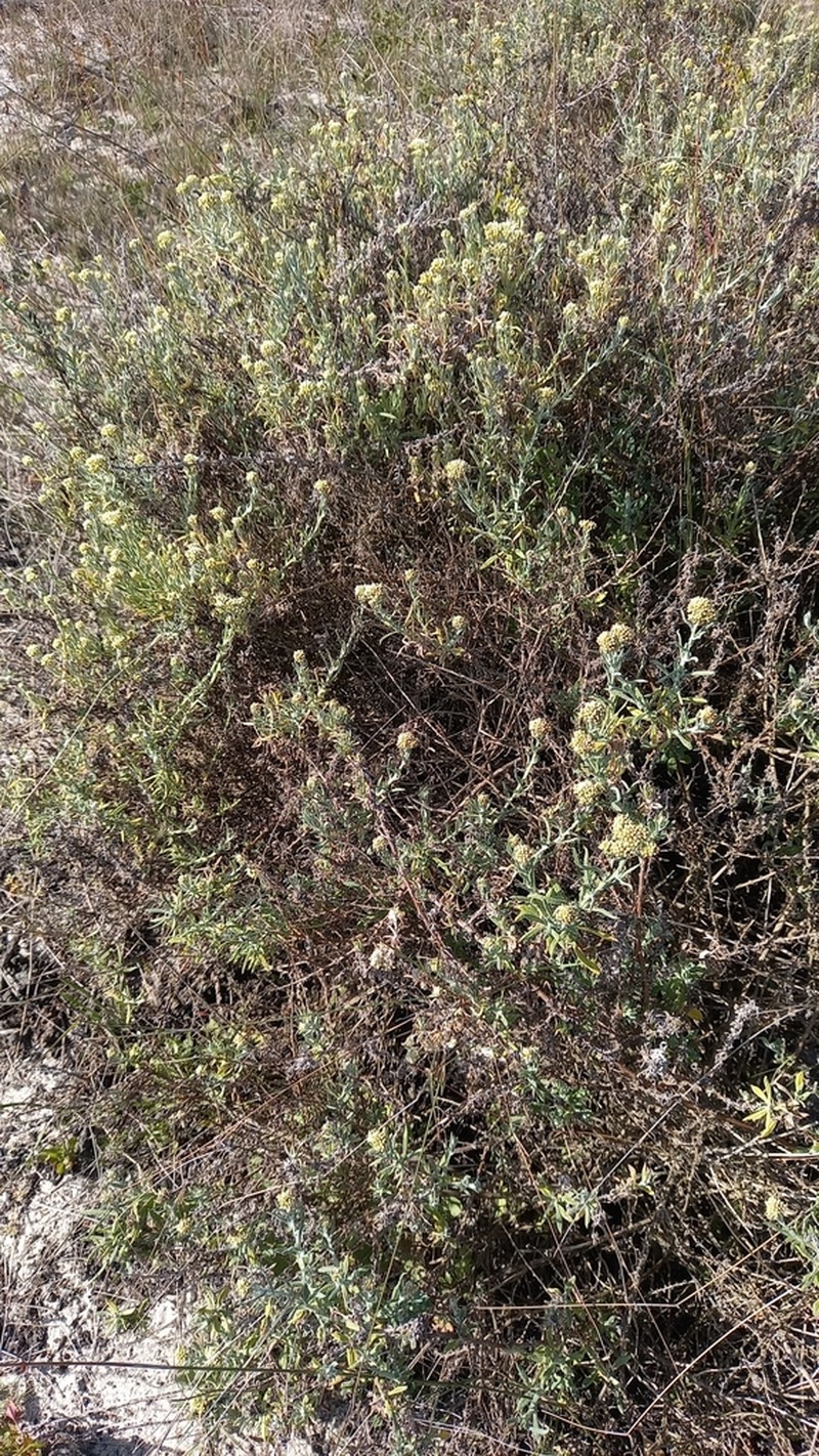 Helichrysum tricostatum photo 5