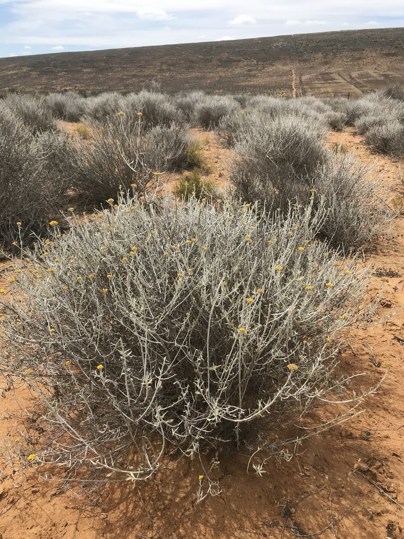 Helichrysum tricostatum photo 6