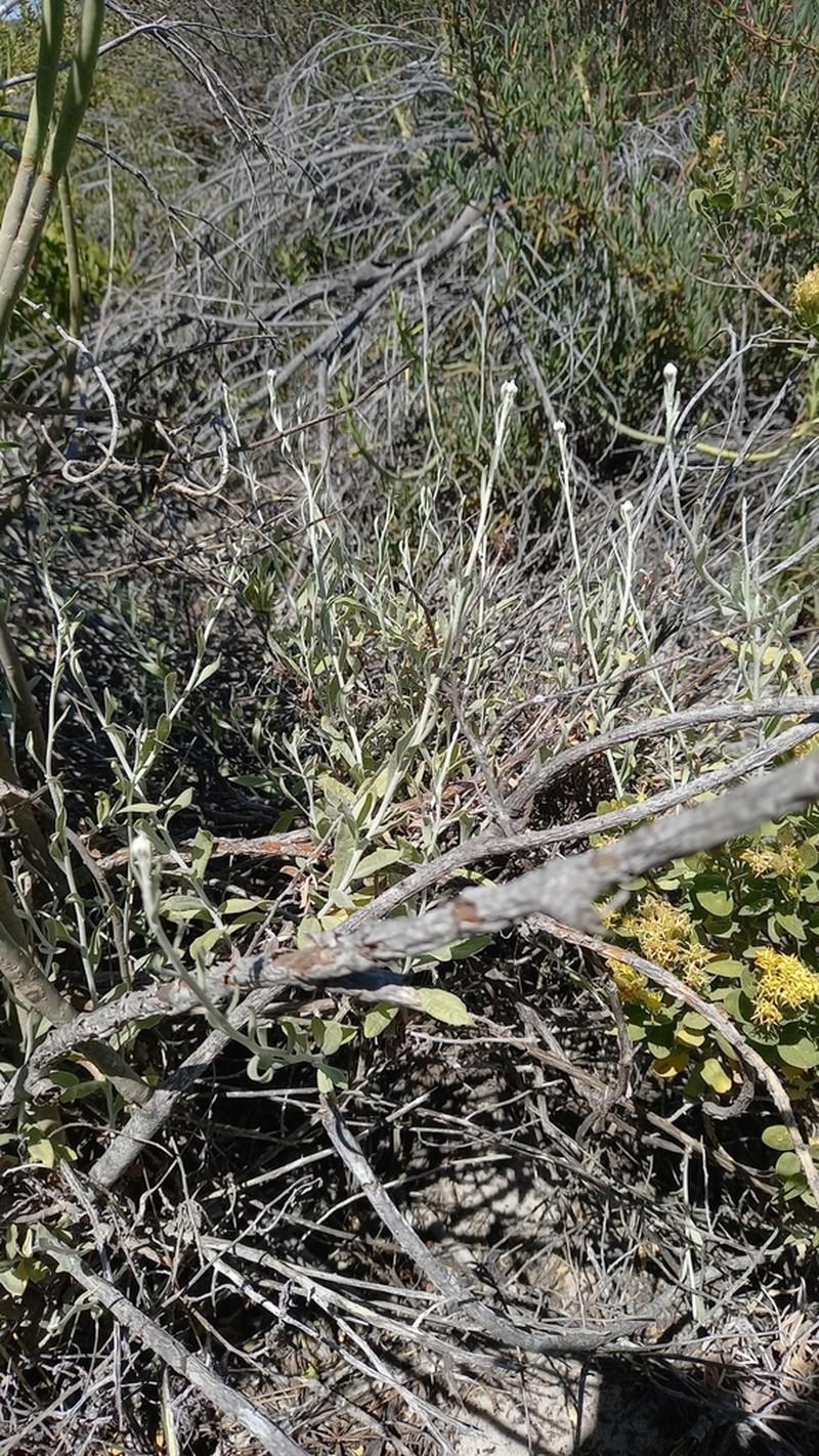 Helichrysum tricostatum photo 7