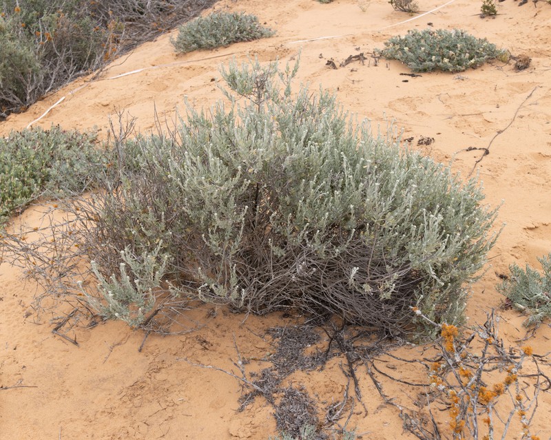 Helichrysum tricostatum photo 8
