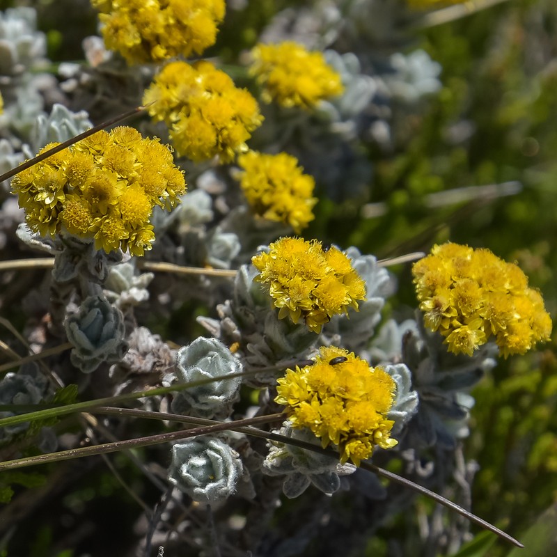 Helichrysum trilineatum photo 2
