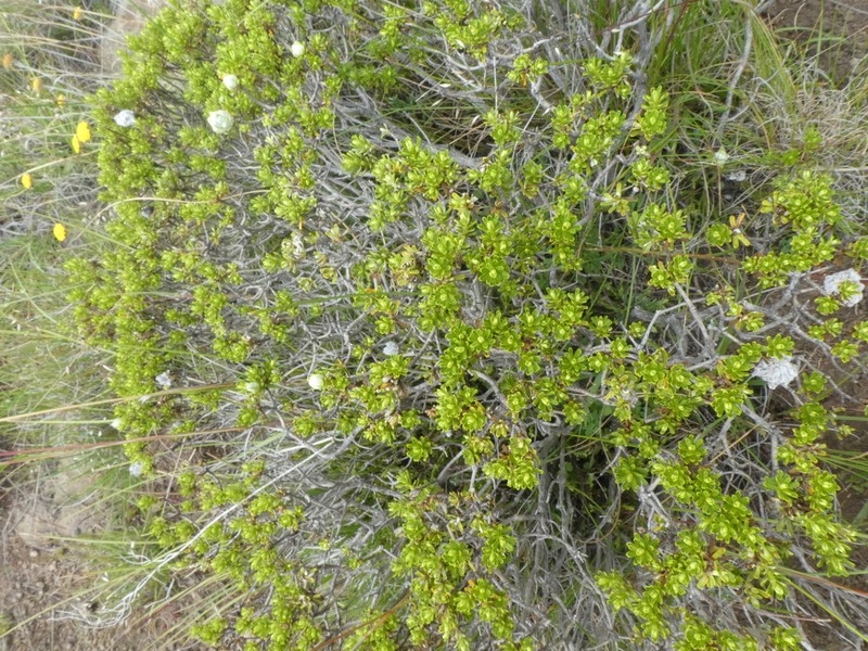 Helichrysum trilineatum photo 3