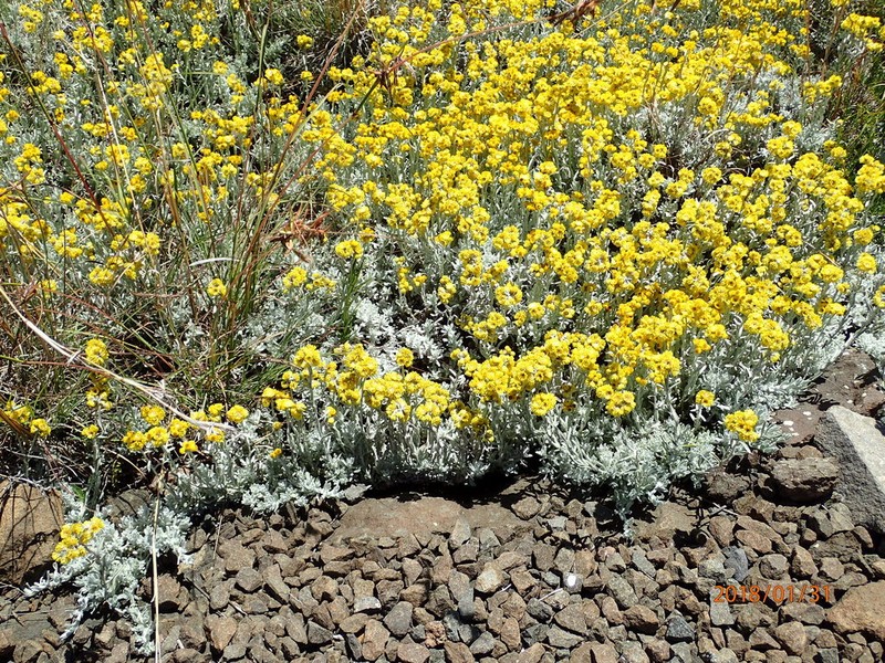 Helichrysum trilineatum photo 4