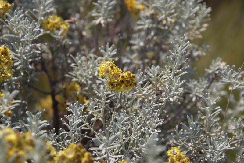 Helichrysum trilineatum photo 5