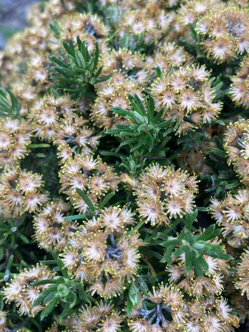 Helichrysum trilineatum photo 6
