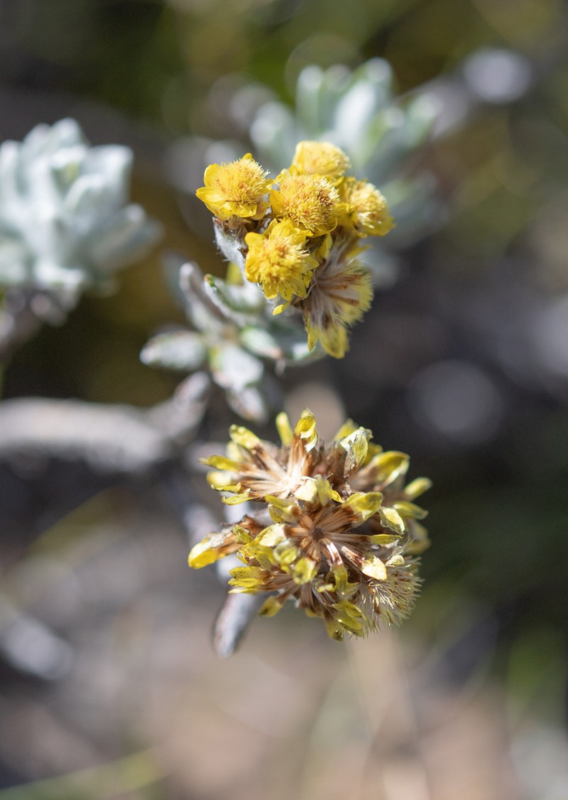 Helichrysum trilineatum photo 7