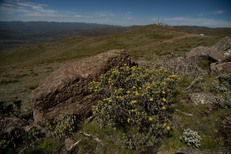 Helichrysum trilineatum photo 8