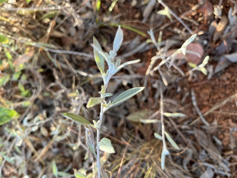 Helichrysum triplinerve