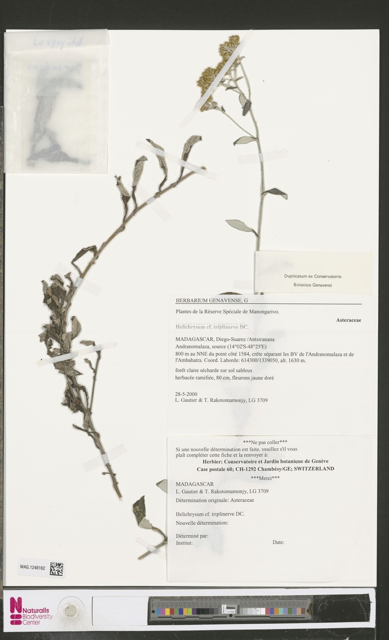 Helichrysum triplinerve photo 4