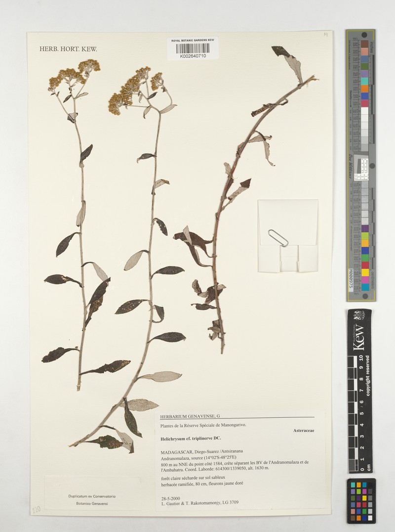 Helichrysum triplinerve photo 5
