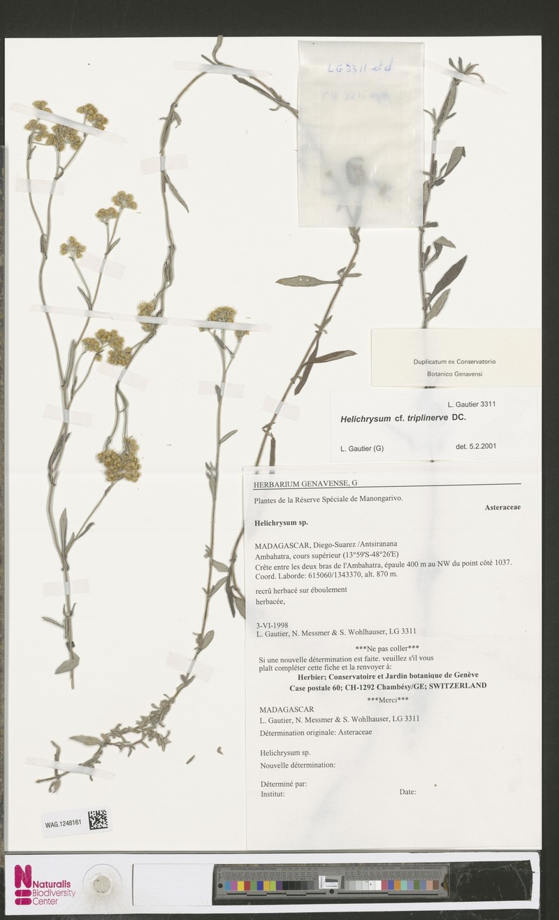 Helichrysum triplinerve photo 6