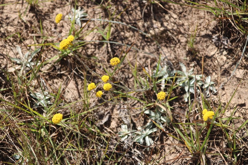 Helichrysum truncatum