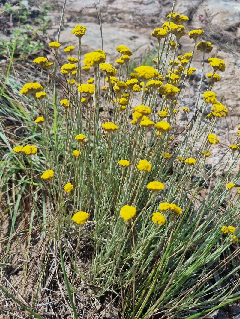 Helichrysum truncatum photo 2