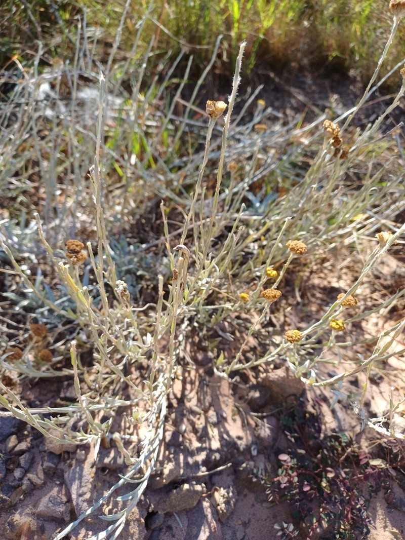 Helichrysum truncatum photo 3