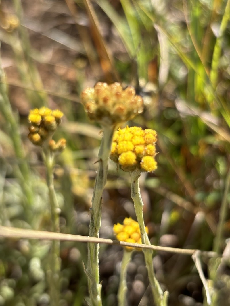 Helichrysum truncatum photo 4