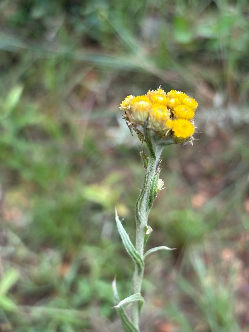 Helichrysum truncatum photo 5